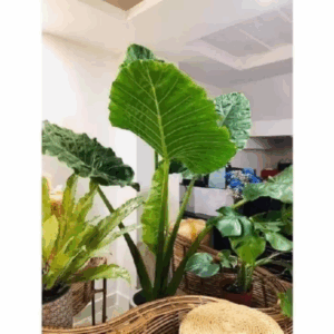 Cây Ráy Voi Trang Trí Tiểu Cảnh