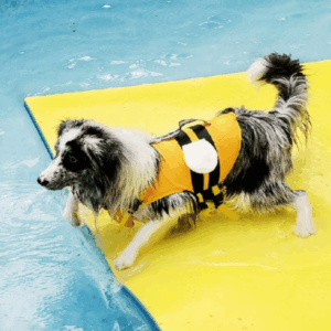 Áo Phao cứu sinh cho thú cưng